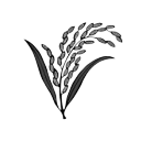 ধানের শীষ