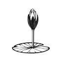 শাপলা কলি